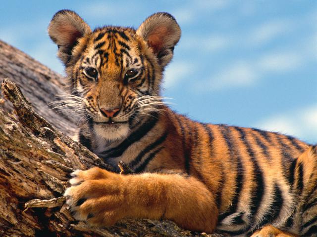 Tiger_18