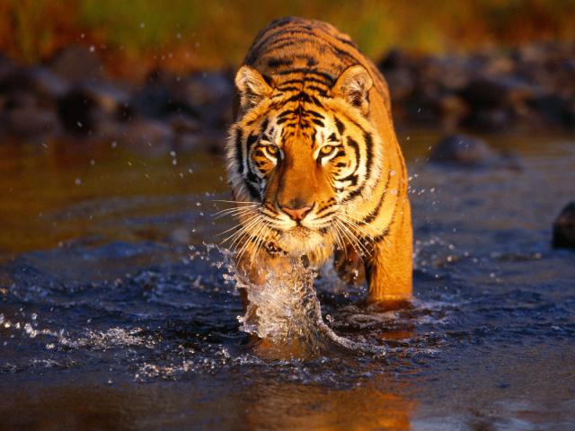 Tiger_19
