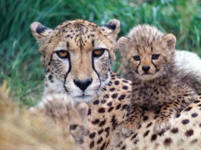 Cheetah_03