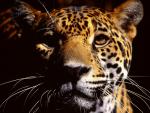 Jaguar_08