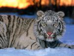 Tiger_20