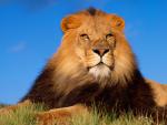 Lion_06