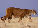 Lion_07