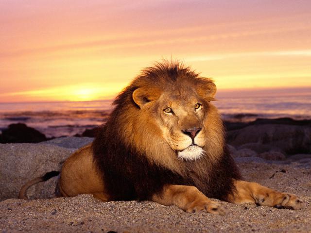 Lion_08