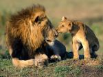 Lion_09