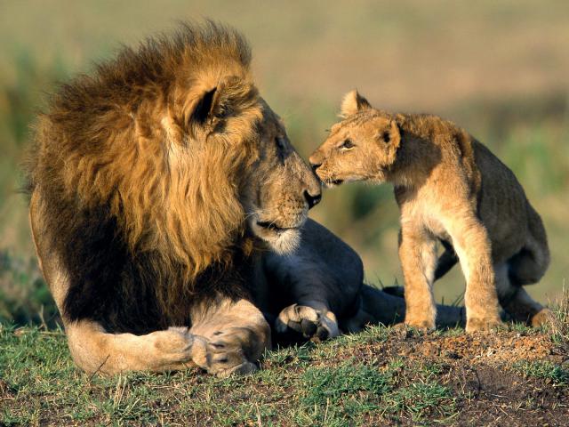 Lion_09