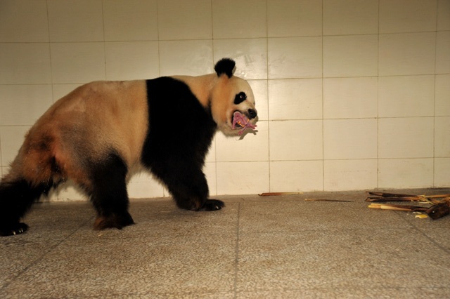 Animals_173
