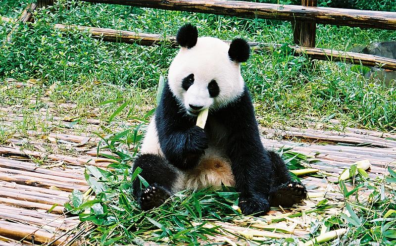 Animals_178