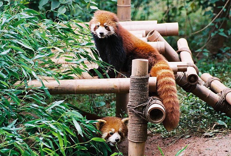 Animals_181