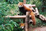 Animals_181