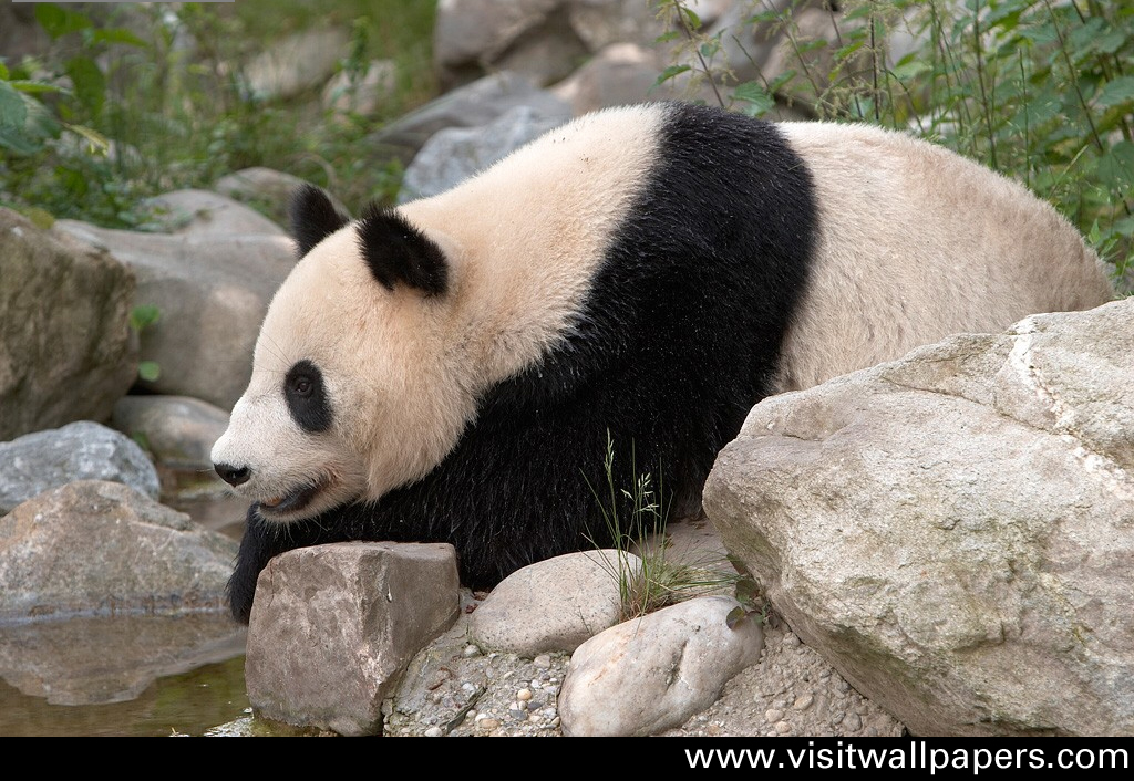 Animals_184