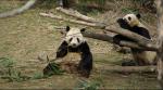 Animals_186