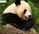 Animals_187