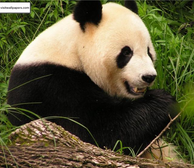 Animals_187
