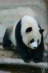 Animals_188