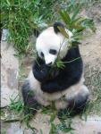 Animals_189