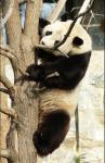 Animals_190