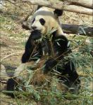 Animals_191