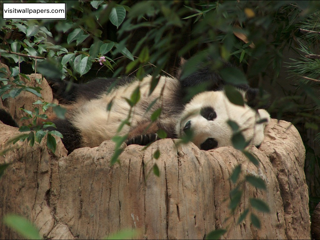 Animals_195