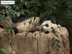 Animals_195