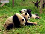 Animals_197