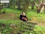 Animals_198