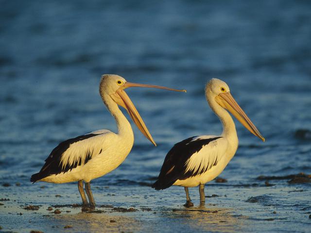 Birds_028