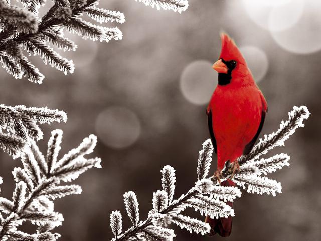 Birds_031