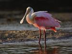Birds_032