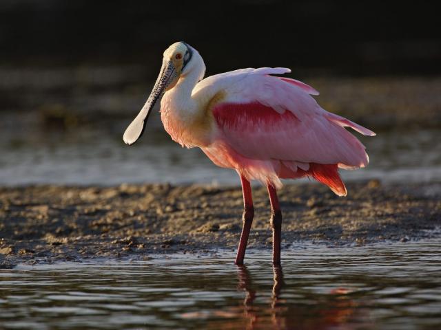 Birds_032