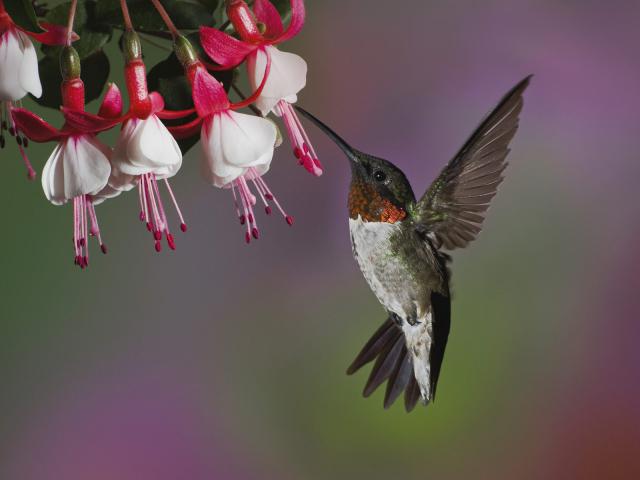 Birds_033