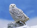 Birds_034