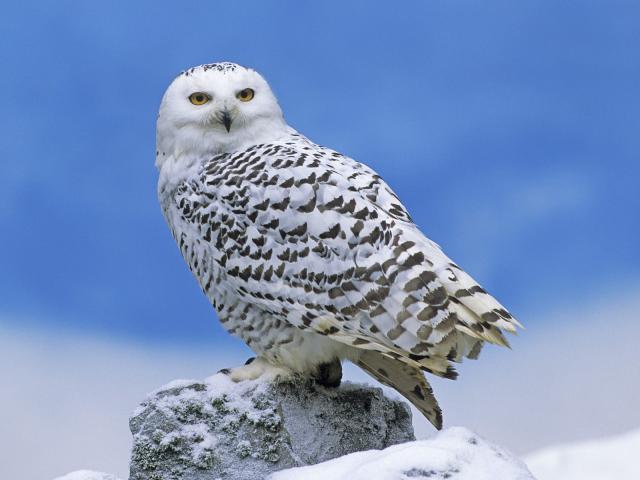 Birds_034