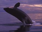 ocean-life-401