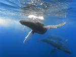 ocean-life-352