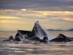 ocean-life-353