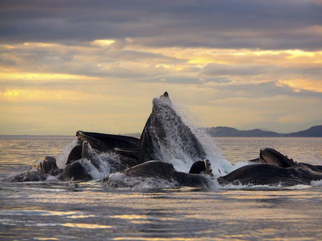 ocean-life-353