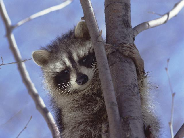 Animals_202