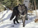 Animals_204