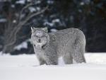 Animals_205