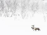 Animals_206