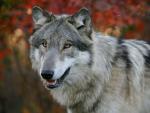Animals_209