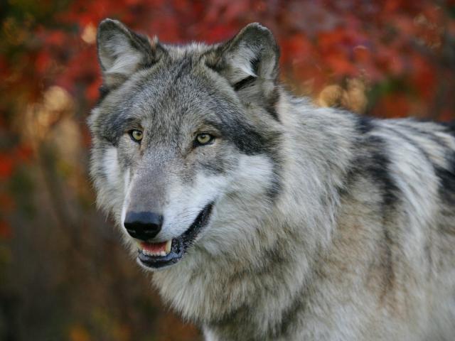 Animals_209