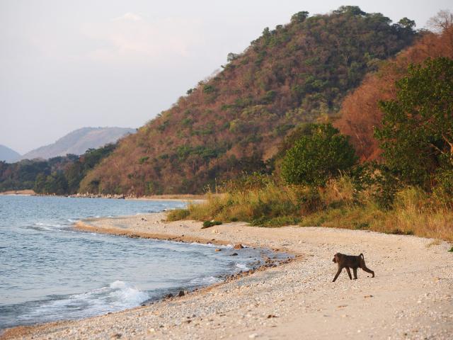 Animals_213