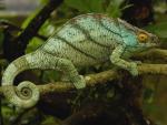 Animals_215