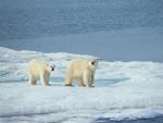 Animals_217