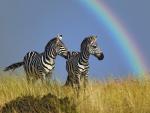 Animals_219