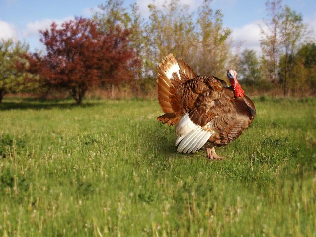 Animals_221