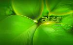 acer06