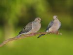 Birds_037